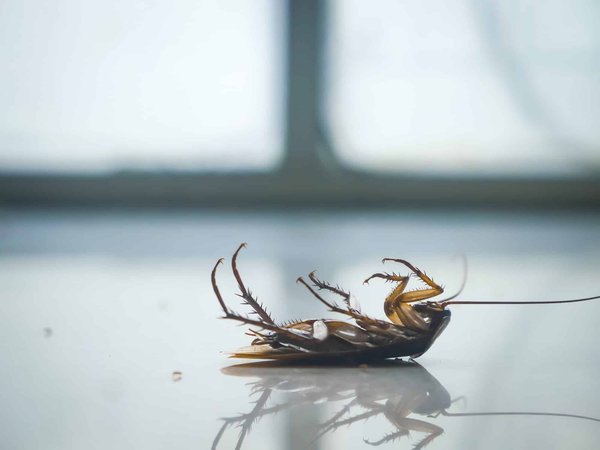 Traitement des cafards en Île-de-France : guide complet sur les entreprises spécialisées